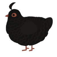 A black and sable chicken with a lace pattern