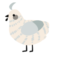 A cream and silver chicken with a bar pattern