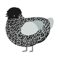 A sable and silver chicken with a double-lace pattern