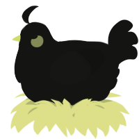 A black chicken