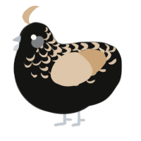 A black and beige chicken with a half-lace pattern