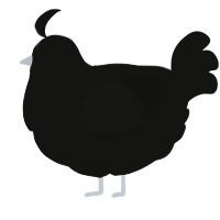 A black chicken