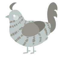 A silver and ash chicken with a bar pattern