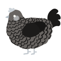 A grey and sable chicken with a lace pattern