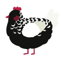 A black and white chicken with a half-lace pattern