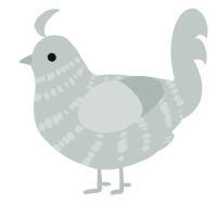 A silver chicken with a bar pattern