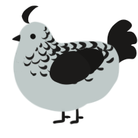 A silver and sable chicken with a half-lace pattern