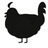 A black chicken with a double-lace pattern