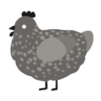 A grey and ash chicken with a speckle pattern