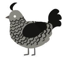 A ash and black chicken with a lace pattern