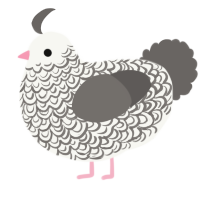 A white and grey chicken with a double-lace pattern