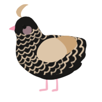 A sable and beige chicken with a lace pattern