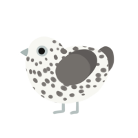 Dapple, a white and grey chicken with a speckle pattern