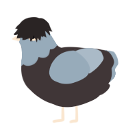 A silver and bark chicken with a head pattern