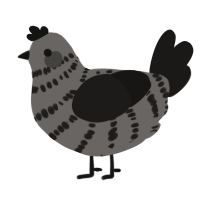 A grey and sable chicken with a bar pattern