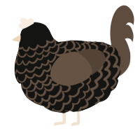 A black and bark chicken with a lace pattern
