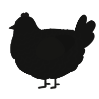 A black chicken with a lace pattern