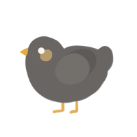 A grey chicken