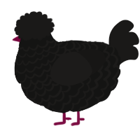 A black and sable chicken with a lace pattern