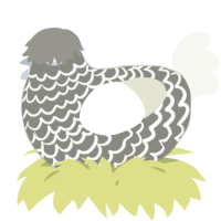 A ash and white chicken with a lace pattern