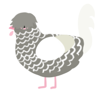 A ash and white chicken with a lace pattern