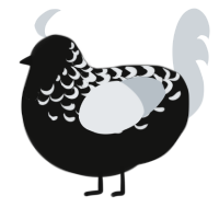 A black and mist chicken with a half-lace pattern