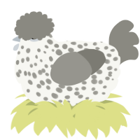 A white and ash chicken with a speckle pattern