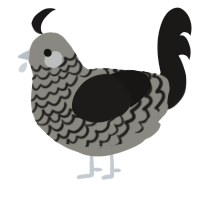 A ash and sable chicken with a lace pattern