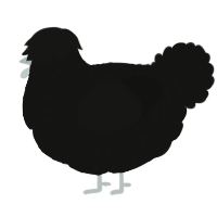 A black chicken with a lace pattern