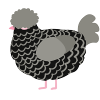 A black and ash chicken with a lace pattern