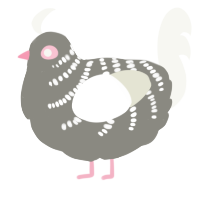 A ash and white chicken with a half-bar pattern