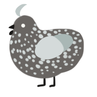 A grey and silver chicken with a speckle pattern
