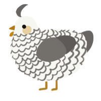 A white and grey chicken with a lace pattern