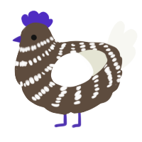 A bark and white chicken with a bar pattern