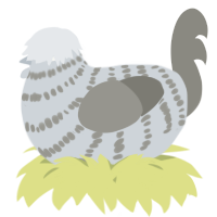 A mist and ash chicken with a bar pattern