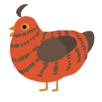 A vermilion and bark chicken with a bar pattern