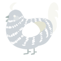 A mist and white chicken with a bar pattern