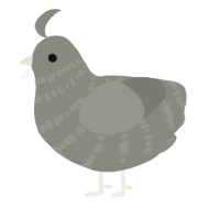 A ash chicken with a bar pattern