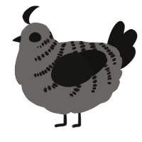 A grey and black chicken with a half-bar pattern