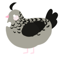 A ash and black chicken with a half-lace pattern