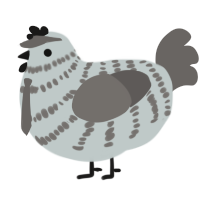 Cameron, a silver and grey chicken with a bar pattern