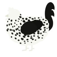 A white and black chicken with a speckle pattern