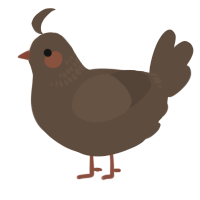 A bark chicken with a neck-band pattern