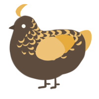 A bark and honey chicken with a half-lace pattern