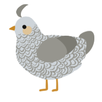 A mist and ash chicken with a double-lace pattern