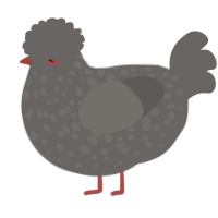 A grey chicken with a speckle pattern