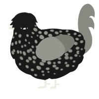 A sable and ash chicken with a speckle pattern
