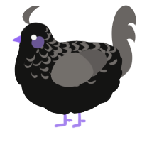 A black and grey chicken with a half-lace pattern