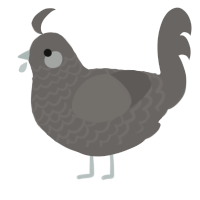 A grey chicken with a lace pattern