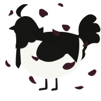 A white and black chicken with a head pattern